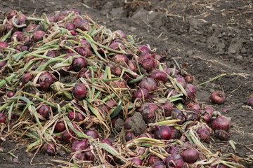 Red onions drying in the field after harvesting them in the Noordoostpolder in the Netherlands