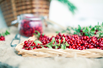 autumn berries on table, lingonberry raw