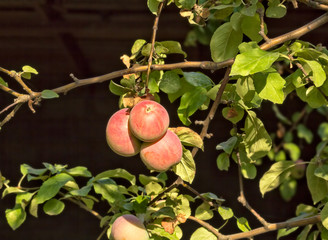 Red ripe apples on a branch in the sunshine