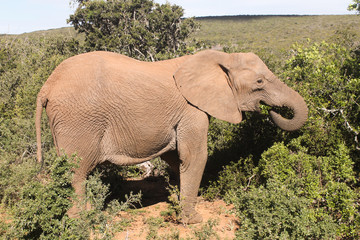 Elefant