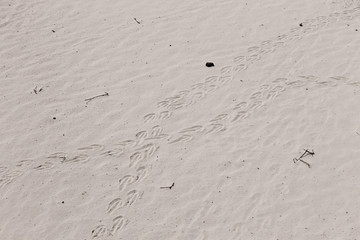 Pinguin Fußspuren