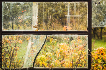 Dirty cracked Windows of an old abandoned greenhouse with rusty frames.