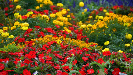 Fototapeta premium Blütenmeer