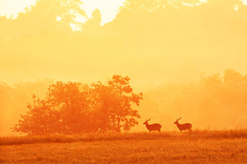 Fototapeta na wymiar Males Hog Deer relaxing in the grassland at sunrise.
