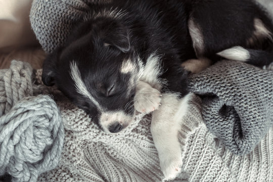 Little cute puppy lying with a sweater.