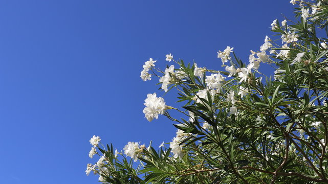 branch of a tree