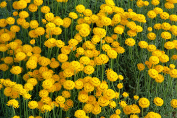 Obraz premium Helichrysum flowers on green nature background. Yellow flowers for herbal pharmacy. Medicinal herb.