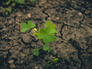 Small green clovers near a pebble. Cracked soil. Fresh leaves. 
