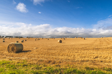 Fototapeta premium Campo de heno