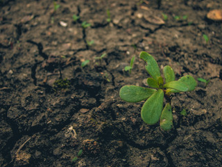 Semi dry cracked ground with tiny plants and vegetation. Life close up.
