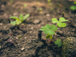 Small green clovers near a pebble. Cracked soil. Fresh leaves. 
