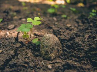Small green clovers near a pebble. Cracked soil. Fresh leaves. 