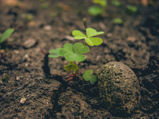 Small green clovers near a pebble. Cracked soil. Fresh leaves. 