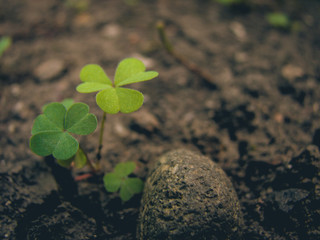 Small green clovers near a pebble. Cracked soil. Fresh leaves. 