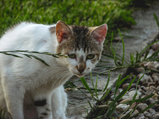 Gray and white focused cat with a little plant in front. Daylight, vegetation, pebble path.