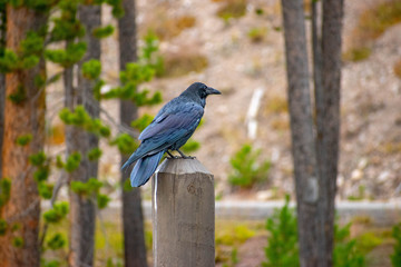 Raven on post