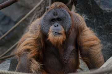 Männlicher Orang Utan