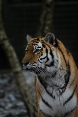 Beobachtender Tiger (Hochformat)