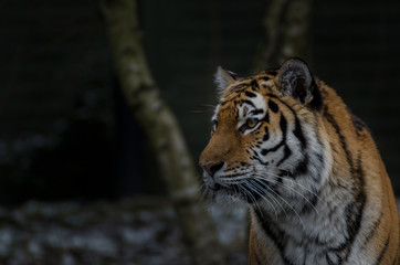 Beobachtender Tiger (Querformat)