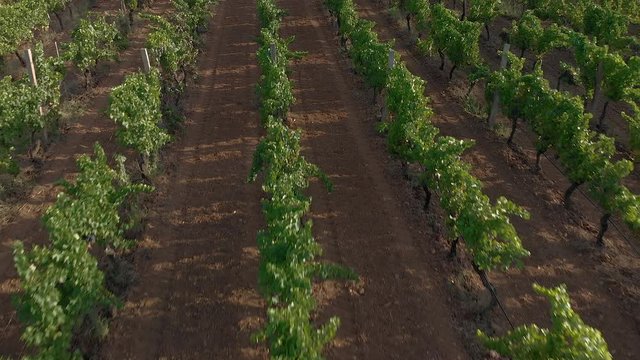 aerial drone view of vineyards in alghero sardinia italy