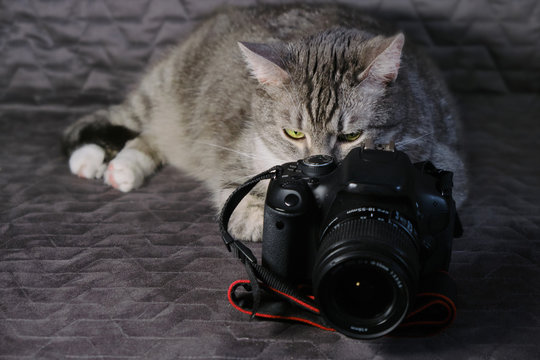 Cat looking at large camera display