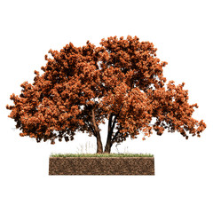 oak tree isolated on white