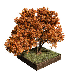 oak tree isolated on white