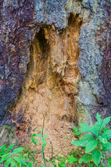 Sick trunk of a tree in forest
