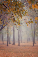 Autumn rain image, abstract landscape, rainy weather, climate, autumn natural background