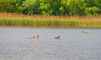 Duck family on water in Danube Delta