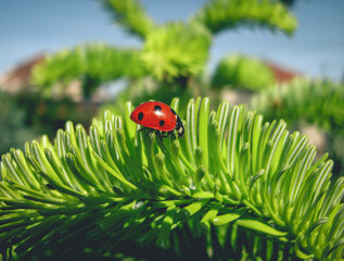 Ladybug on a fresh green thuja branch. Vivid colored branch. Sunny day in the garden.