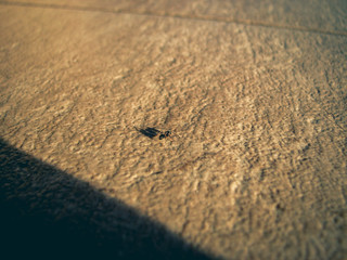 Black ant walking on a tiled floor. Sunlight and shadow. Close up, textured surface. Ant walking, hope, light. Metaphor representing something small in a big world, aspiring.