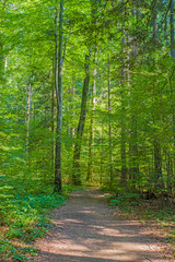 Foot path and fresh green forest
