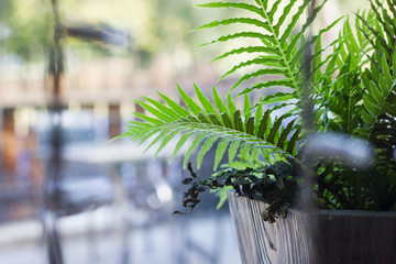 Plant home fern on the windowsill and white light bulbs garlands