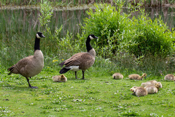 Geese and their baby geese on the grass by a little pond