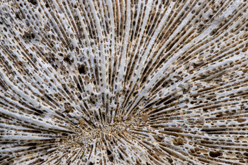 Sea coral texture macro photo. Cnidarian structure closeup. Natural texture for seaside decoration. Underwater object texture
