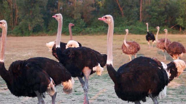 Ostriches at the farm on summer. Cute animals outdoors. Ostrich farming concept.