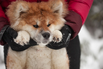 Fototapeta na wymiar Portrait of a cute fluffy puppy. Akita inu with long hair.