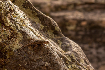 Lizard Climbing up a Rock in Zion National Park