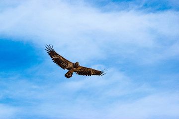 eagle in flight