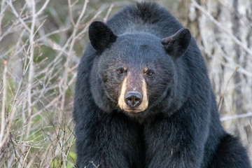Obraz premium Mama Black Bear