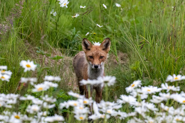 Foxy Stare