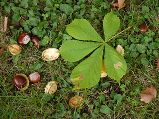 Kastanien im Herbst