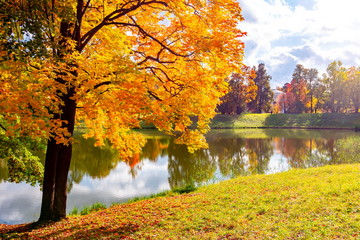 Autumn foliage in Pavlovsky park, Pavlovsk, St. Petersburg, Russia