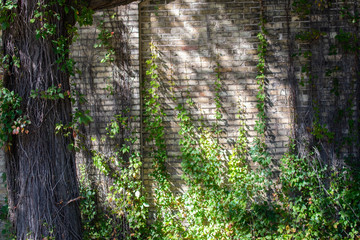 Leafy Wall 2