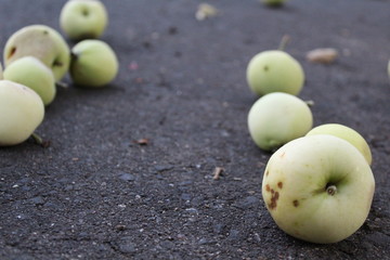 apples on the ground in the summer 