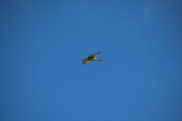Kestrel flying against a clear sky
