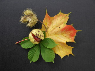 Kastanien im Herbst