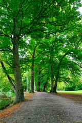Fototapeta premium Alte und große Laubbäume an Wanderwegen durch den Kurpark Bad Aibling