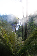 A misty rain forest near St. Columbus falls. Tasmania.